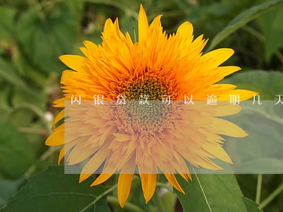 闪银贷款可以逾期几天 闪银贷款可以逾期几天