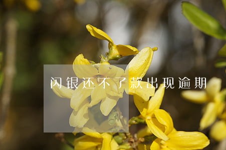 闪银还不了款出现逾期 闪银还不了款出现逾期