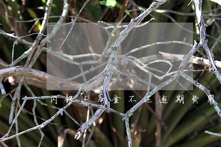 闪银还本金不还逾期费用 闪银还本金不还逾期费用