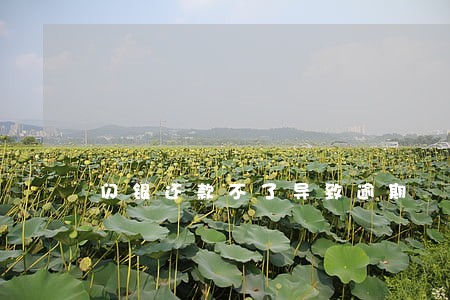 闪银还款不了导致逾期 闪银还款不了导致逾期