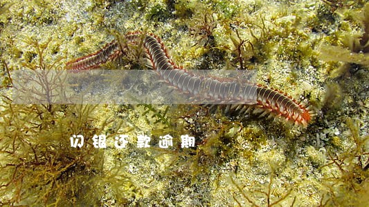 闪银还款逾期 闪银还款逾期