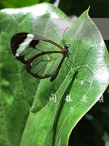 闪银逾期107天