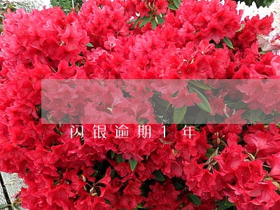 闪银逾期1年 闪银逾期1年