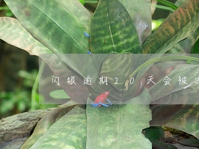 闪银逾期20天会被冻死吗 闪银逾期20天会被冻死吗