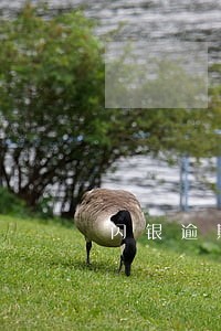 闪银逾期2天vip升级