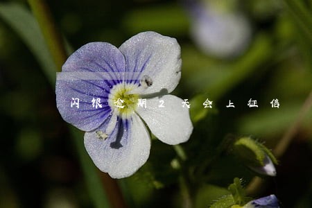 闪银逾期2天会上征信 闪银逾期2天会上征信