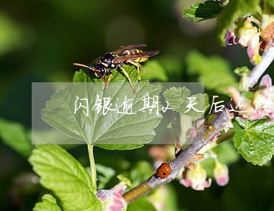 闪银逾期2天后还能再借吗 闪银逾期2天后还能再借吗