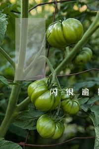 闪银逾期4天会打电话吗 闪银逾期4天会打电话吗