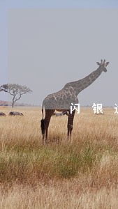 闪银逾期4年正常现象吗 闪银逾期4年正常现象吗