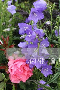 闪银逾期557天有事吗 闪银逾期557天有事吗