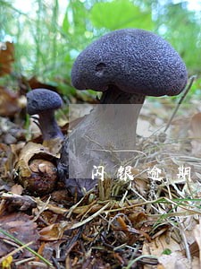 闪银逾期5天影响车贷
