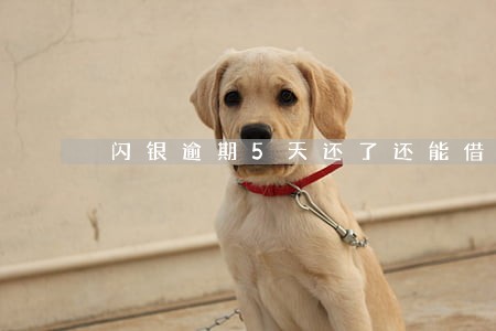 闪银逾期5天还了还能借吗 闪银逾期5天还了还能借吗