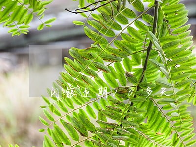 闪银逾期70多天 闪银逾期70多天