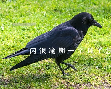 闪银逾期一个月了怎么还 闪银逾期一个月了怎么还