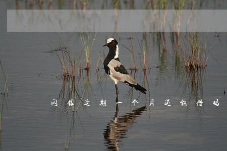 闪银逾期一个月还能借吗 闪银逾期一个月还能借吗