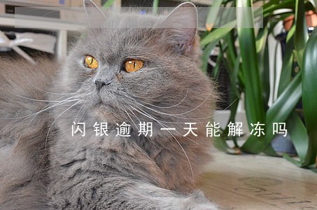 闪银逾期一天能解冻吗