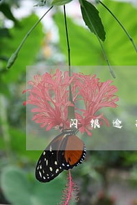 闪银逾期一天要给多少利息 闪银逾期一天要给多少利息