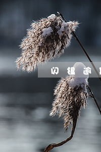 闪银逾期一天逾期费多少