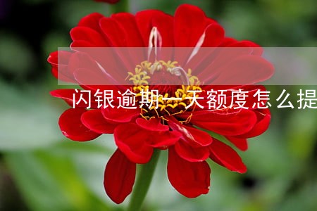 闪银逾期一天额度怎么提升 闪银逾期一天额度怎么提升