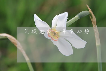 闪银逾期一年没动静 闪银逾期一年没动静