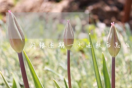 闪银逾期一次还款后怎么办 闪银逾期一次还款后怎么办