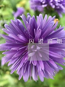 闪银逾期三天怎么解冻 闪银逾期三天怎么解冻