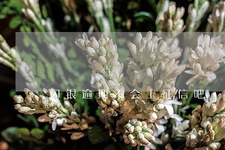 闪银逾期不会上征信吧 闪银逾期不会上征信吧