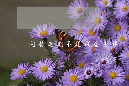 闪银逾期不还钱会怎样 闪银逾期不还钱会怎样