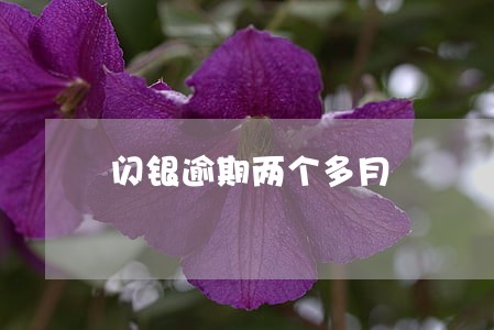 闪银逾期两个多月 闪银逾期两个多月