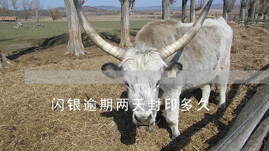 闪银逾期两天封印多久 闪银逾期两天封印多久