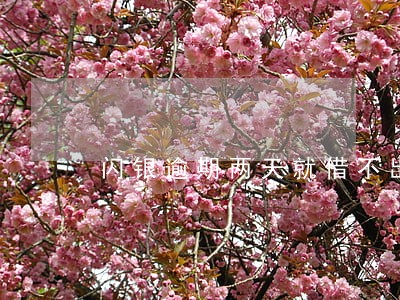 闪银逾期两天就借不出来 闪银逾期两天就借不出来