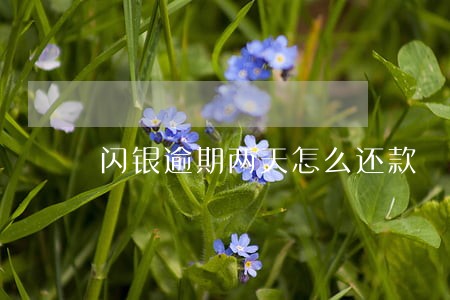 闪银逾期两天怎么还款 闪银逾期两天怎么还款
