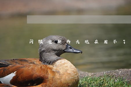 闪银逾期两天现在用不了怎么办 闪银逾期两天现在用不了怎么办