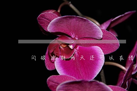 闪银逾期两天还可以在借出来吗 闪银逾期两天还可以在借出来吗