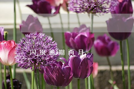 闪银逾期两月 闪银逾期两月
