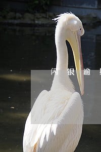 闪银逾期了两天就借不出来了 闪银逾期了两天就借不出来了