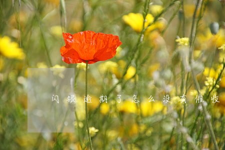闪银逾期了怎么没有催收 闪银逾期了怎么没有催收