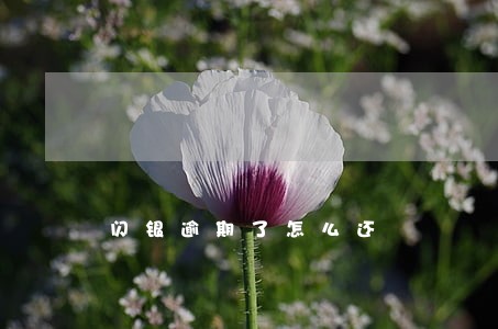 闪银逾期了怎么还 闪银逾期了怎么还