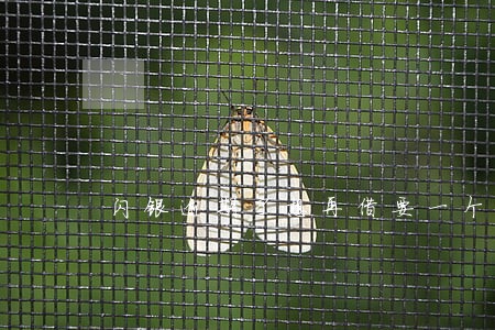 闪银逾期了想再借要一个星期