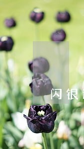 闪银逾期了还可以借吗 闪银逾期了还可以借吗