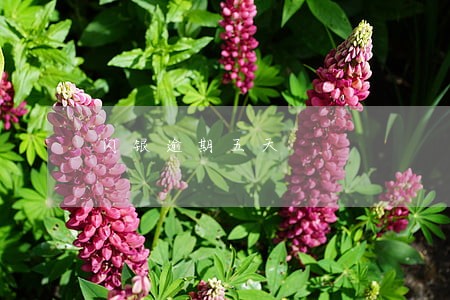 闪银逾期五天 闪银逾期五天