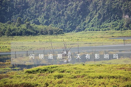 闪银逾期五天有影响吗 闪银逾期五天有影响吗