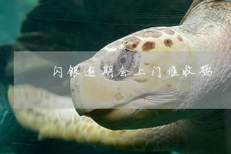 闪银逾期会上门催收嘛 闪银逾期会上门催收嘛
