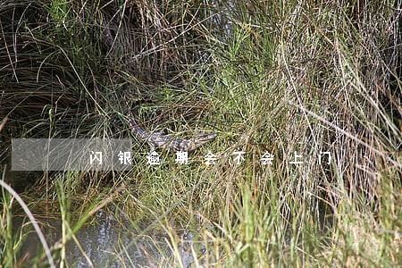 闪银逾期会不会上门 闪银逾期会不会上门