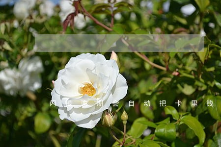 闪银逾期会自动把卡里钱扣走吗 闪银逾期会自动把卡里钱扣走吗