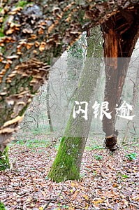 闪银逾期催收厉害