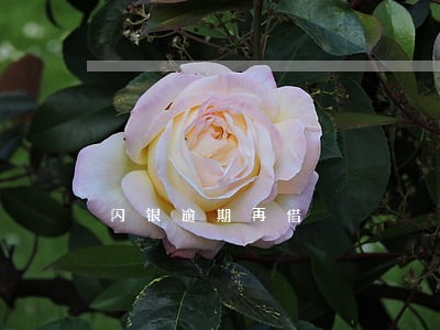 闪银逾期再借