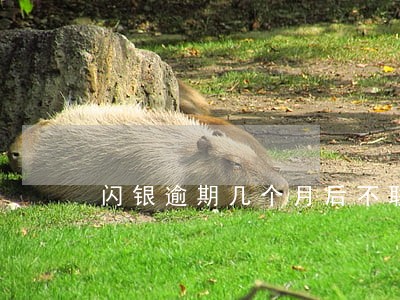 闪银逾期几个月后不联系你了