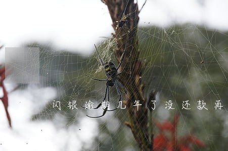 闪银逾期几年了没还款再重新申请 闪银逾期几年了没还款再重新申请