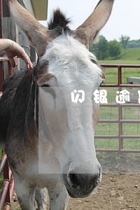 闪银逾期利息协商不了 闪银逾期利息协商不了